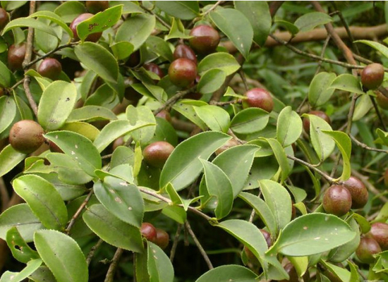 Mua Sản phẩm thô Dầu hạt Camellia Dầu dưỡng ẩm Dầu xoa dịu Các thành phần đa chức năng Camellia sản xuất trực tuyến