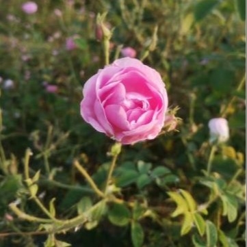 comprar Água Floral Transparente de Rosa Damascena Calmante, Segura para os Olhos, Hidratante Fabricação em linha