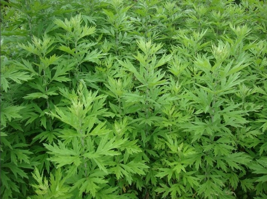 comprar Óleo Essencial de Armoise Natural Artemisia Argyi Óleo de Folha Para Cuidados da Pele Fabricação em linha