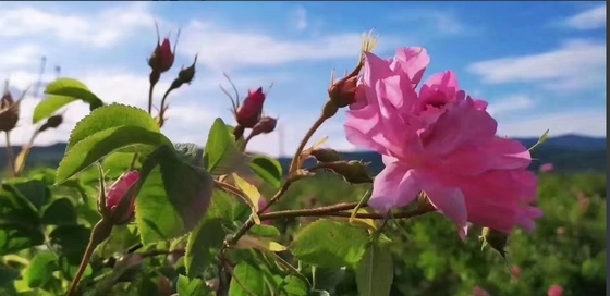 কেনা গভীর পুষ্টি কাঁচা দামেস্কাস রোজ প্রয়োজনীয় তেল 90106-38-0 8007-01-0 অনলাইনে উৎপাদন