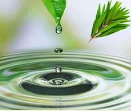 Melaleuca Alternifolia Νερό από φύλλα δέντρου τσαγιού για καθαρό και ισορροπημένο δέρμα 85085-48-9