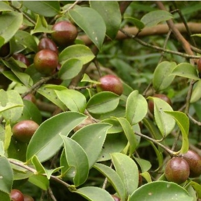 নাম